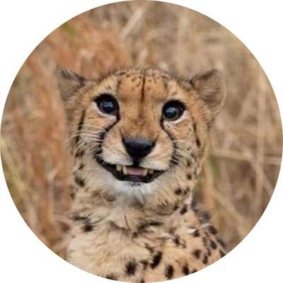 Imagen de perfil del desarrollador de la aplicación